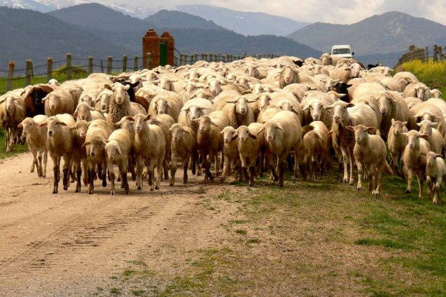 Stádo ovcí | foto: licence Public Domain,  volné dílo,   Caskete