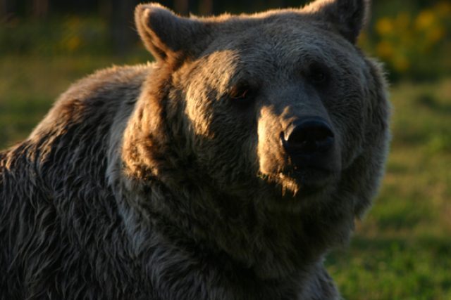 Medvědi na Slovensku | foto: medvede.sk    