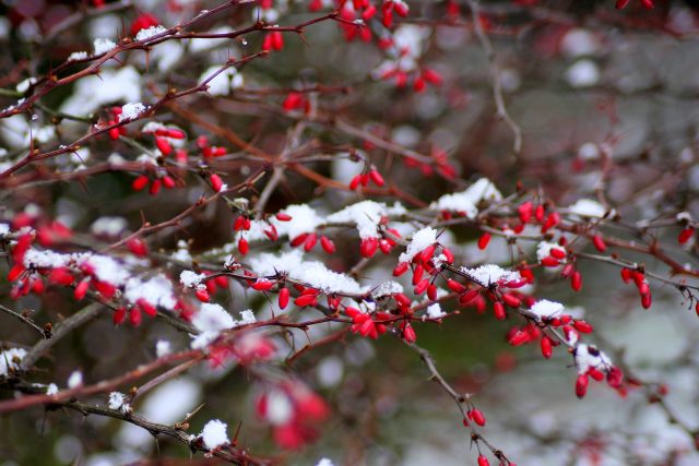 Dřišťál je v zimě krásný svými plody | foto: Fotobanka Pixabay