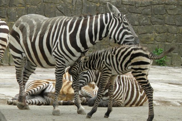Mládě zebry bezhřívé | foto: Luděk Čulík