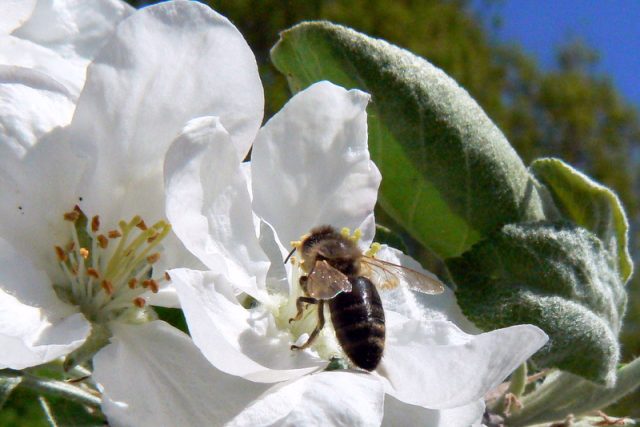 Na Náchodsku kvetou jabloně,  ovocnáři k sadům přesunují včely pro co nejlepší opylení stromů  (ilustrační foto) | foto: Jitka Glöcknerová