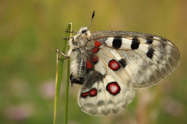 Motýlí král jasoň červenooký má blíž k návratu do krkonošské přírody. Vylíhlo se 1400 housenek  (ilustrační foto) | foto: Ilona Hromádková