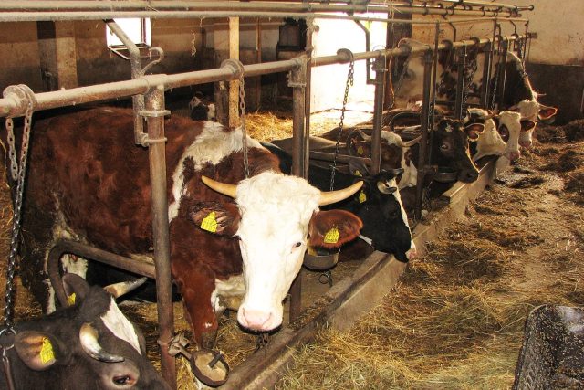 Dnes už mají Jarešovi 20 krav | foto: Martin Dorazín,  Český rozhlas