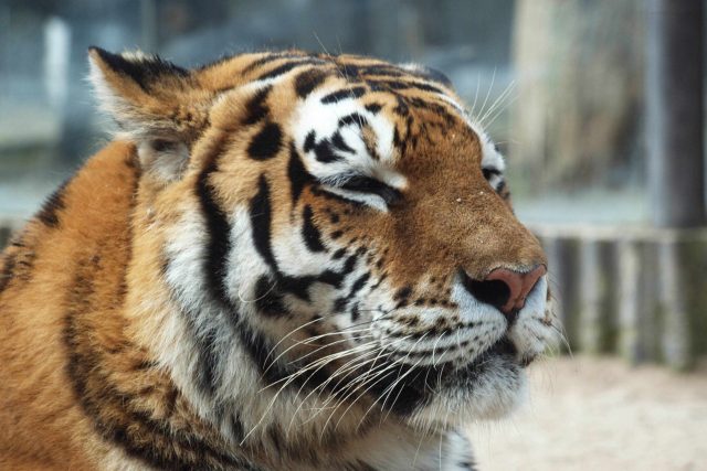 Nina - samice tygra ussurijského | foto: Jana Myslivečková,  Zoo Dvůr Králové,  Český rozhlas