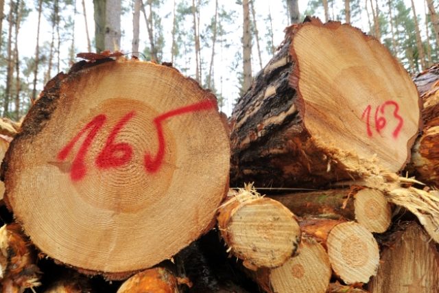 Do tendru na lesní práce a prodej dřeva v hodnotě asi 1, 7 mld. korun se přihlásilo 30 firem | foto: ČTK
