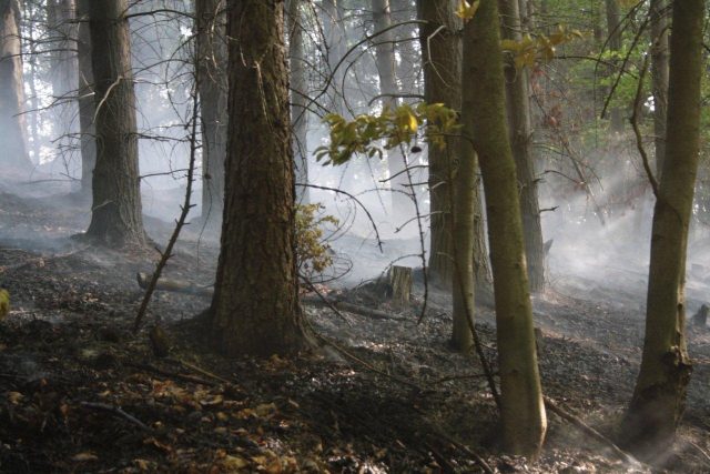 Mlha v lese | foto:  Hasičský záchranný sbor Úst. kraje