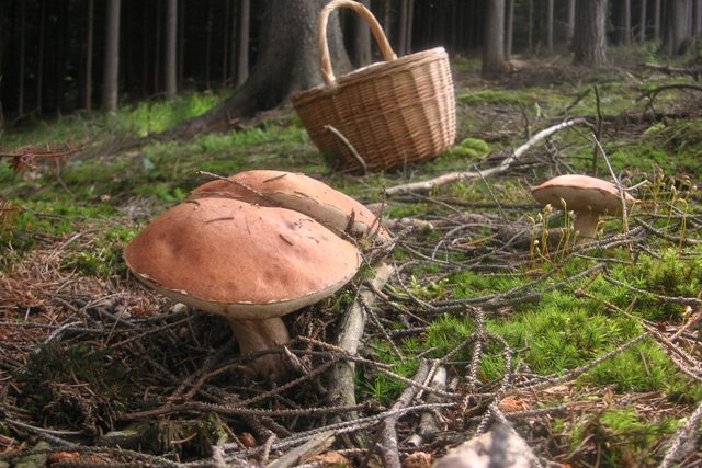 Houby lákají do lesů stovky Čechů | foto: Jiří Kamen,  Český rozhlas