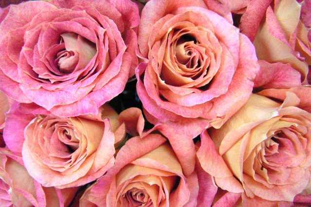 Růže | foto: Fotobanka stock.xchng,  Terp Merritt