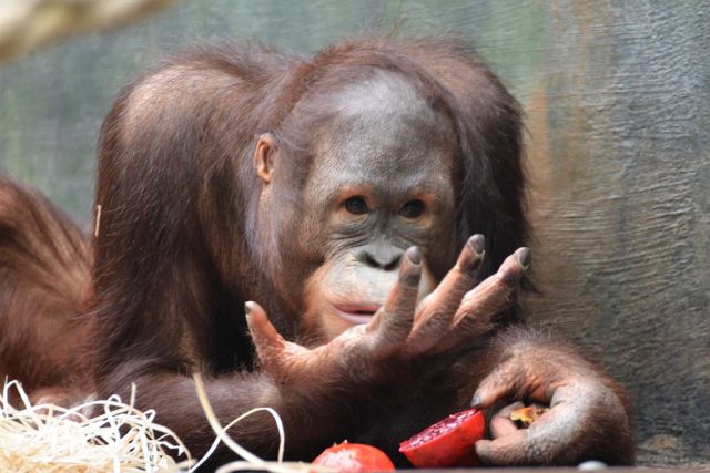 Orangutan Besar v ZOO Dvůr Králové nad Labem | foto: Jana Myslivečková,  Český rozhlas