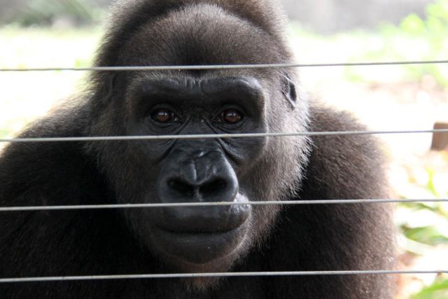 gorila | foto: Robert Mikoláš