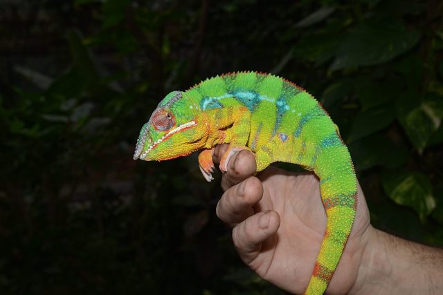 Chameleon pardálí - samec | foto: Jana Myslivečková,  Český rozhlas