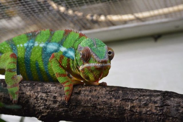 Dívat se chameleonovi zpříma do očí je hodně obtížné! | foto: Jiřina Šmídová,  Český rozhlas