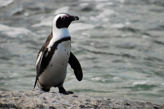 Tučňák brýlový | foto: licence Creative Commons Attribution-Share Alike 2.0,  Paul Mannix