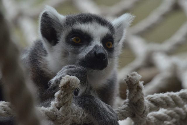 Lemur kata v ZOO Dvůr Králové nad Labem | foto: Jiřina Šmídová,  Český rozhlas