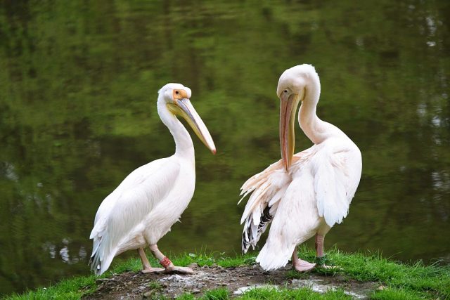 Světová rarita v odchovu pelikánů - pelikáni na safari | foto: Jana Myslivečková,  Český rozhlas