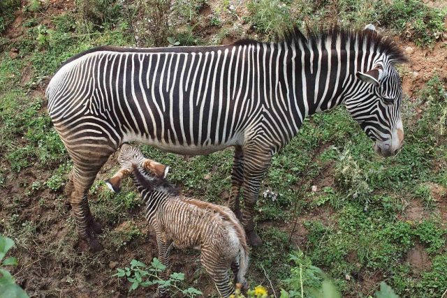 Dramatický porod zebry Grévyho v ZOO Dvůr Králové | foto: Tomáš Hajnyš