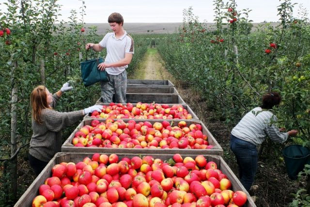 Klíčové období pro sadaře přijde s podzimní sklizní jablek  (ilustrační foto) | foto: Miroslav Zimmer