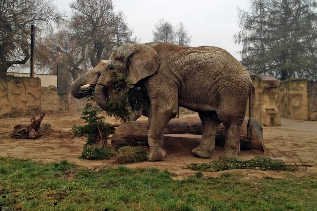 Slon v královéhradecké zoo si pochutnává na vánočním smrčku | foto: Ondřej Vaňura,  Český rozhlas