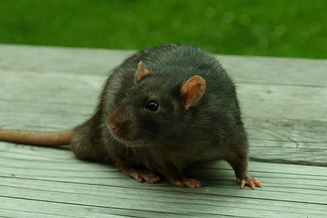 Potkan | foto: Kateřina Rážová