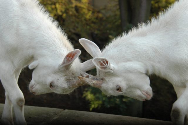 Trkající se kozy v Zahradě Na Valech v Brandýse nad Labem | foto: Jana Šustová,  Český rozhlas