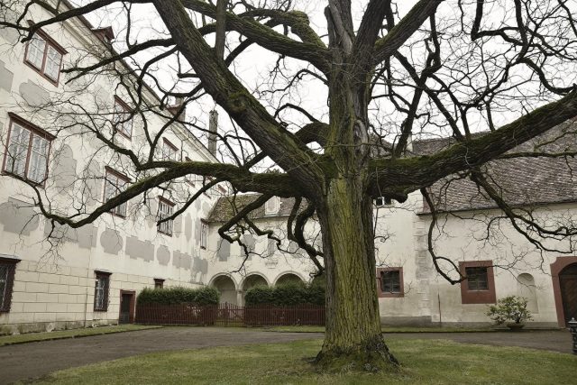 Vzácný černý ořech na nádvoří zámku Opočno  (ilustrační foto) | foto: Jiřina Šmídová,  Český rozhlas