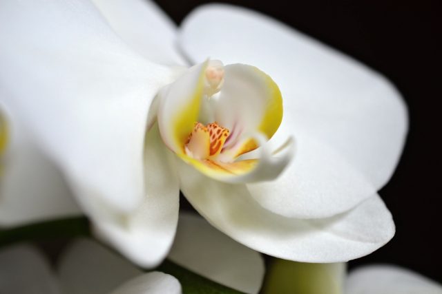 Orchidej phalaenopsis | foto: Jolana Nováková,  Český rozhlas