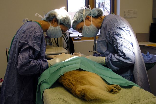 Operace u veterináře. Ilustrační foto | foto: Fotobanka  Stock Exchange