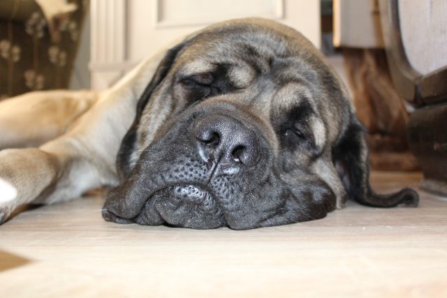 unavený pes,  zadýchaný pes,  nemocný pes,  spící pes | foto: CC0 Public domain,  Fotobanka Pixabay