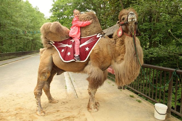 Velbloud Akim v ZOO Dvůr Králové nad Labem | foto: Zdeněk Čermák