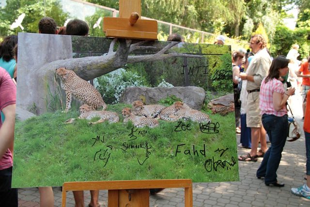 Vzácným paterčatům gepardů nadělil jména prakticky celý svět | foto: Zdeněk Čermák