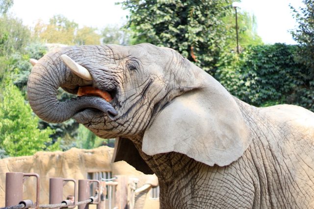 Houslista Pavel Šporcl zahrál slonům k jejich světovému svátku | foto: Simona Jiřičková