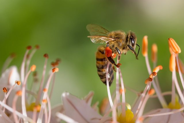 Včela | foto: Fotobanka Pixabay