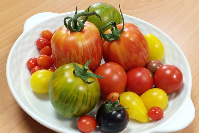 Různé druhy rajčat,  které vypěstoval František Hlubocký | foto:  ČRo Pardubice