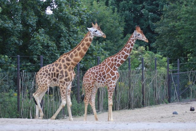Ve výběhu u Safari kempu v ZOOlogické zahradě ve Dvoře Králové nad Labem máte jedinečnou možnost porovnat markantní rozdíl mezi žirafou síťovanou a Rothschildovou | foto: Simona Jiřičková