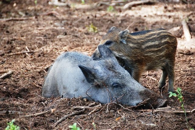 Divoké prase s mláďaty | foto: Městské lesy Hradec Králové a.s.