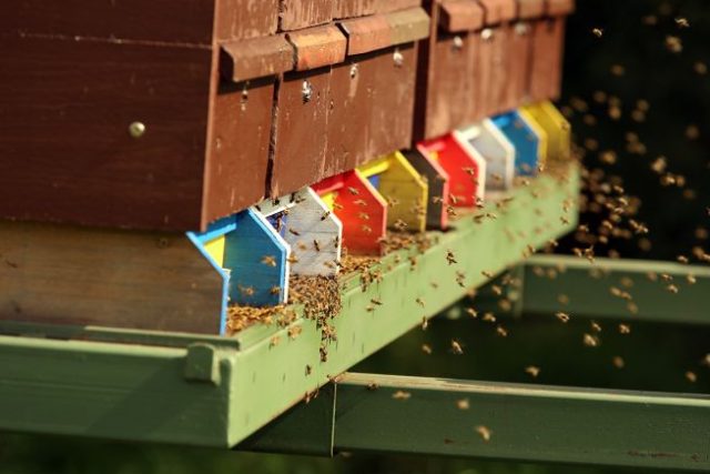 Dobrý včelař si také umí poradit s neklidným rojením; i to by celému lidskému pokolení mohlo posloužit coby vzor | foto: Včelí farma Rokytník