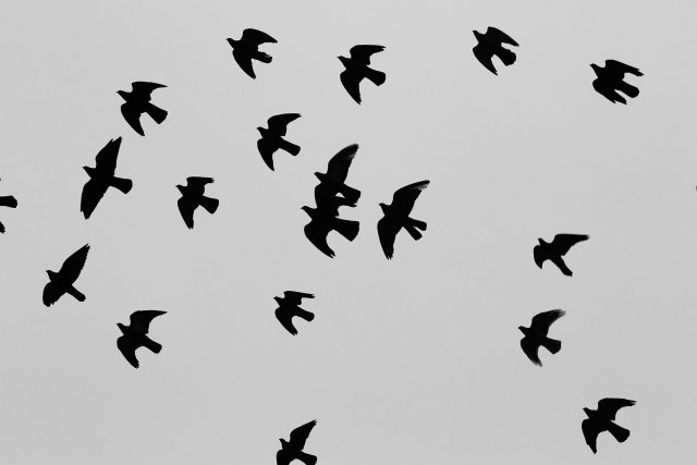V Chlumci nad Cidlinou sáhli po střelných zbraních při snaze o regulaci počtu přemnožených holubů v centru města  (ilustrační foto) | foto: Fotobanka Pixabay