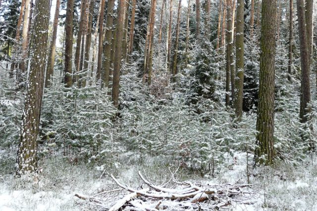 Mezi opatření proti zlodějům stromků patří prořezávání nebo chemický postřik | foto:  Lesy ČR