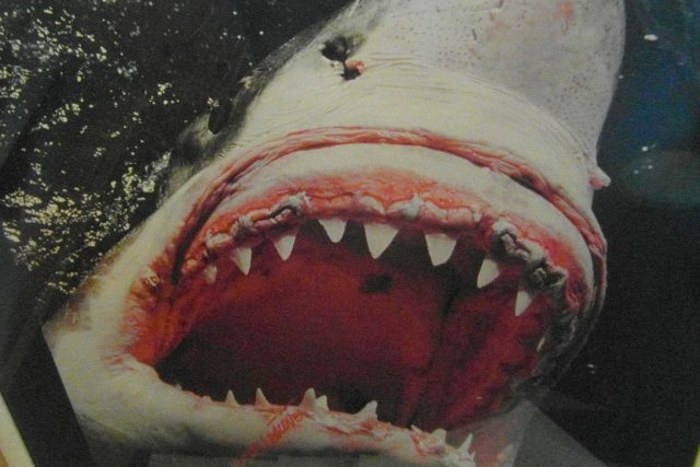 Žralok ve snímku Steva Lichtaga - Velký bílý | foto: Milan Baják,  Český rozhlas