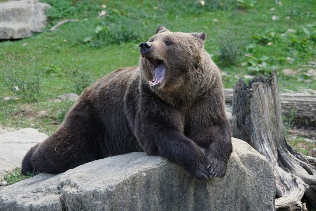 Medvěd hnědý šelma zoo | foto: Fotobanka Pixabay