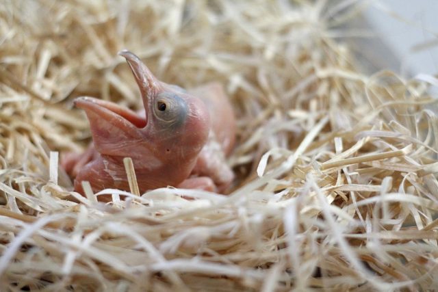 ZOO Dvůr Králové nad Labem provozuje jednu z největších a nejúspěšnějších ptačích &quot;porodnic&quot; v Evropě. Jsou nejlepší chovatelé pelikánů v Evropě | foto: Simona Jiřičková
