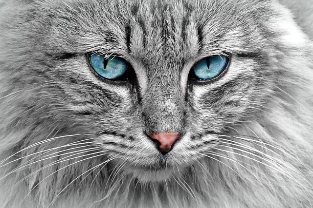 Kočka | foto:  Cocoparisienne,  Fotobanka Pixabay