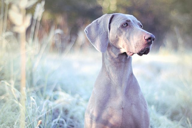 I psi můžou v zimě nastydnout | foto: Honza Ptáček,  Český rozhlas
