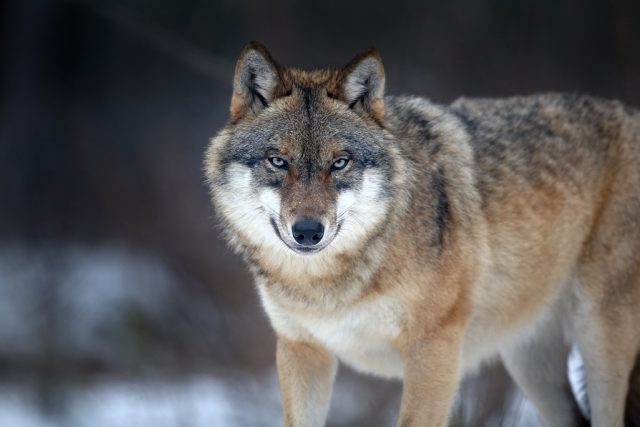 Vlk obecný | foto: Martin Mecnarowski,  Creative Commons Attribution-ShareAlike 3.0 Unported