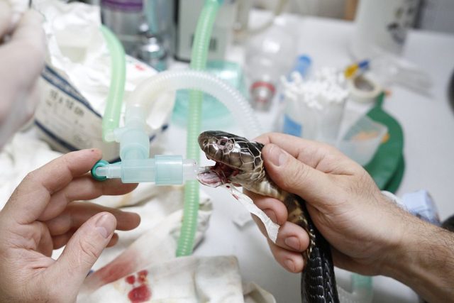 Jednoho z nejnebezpečnějších hadů světa - kobru černou - poprvé v ZOO Dvůr Králové ošetřili holýma rukama | foto: Zoo Dvůr Králové