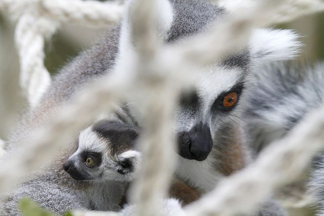 V ZOO Dvůr Králové oslaví Velikonoce se čtyřmi novými mláďaty lemurů kata | foto: Simona Jiřičková