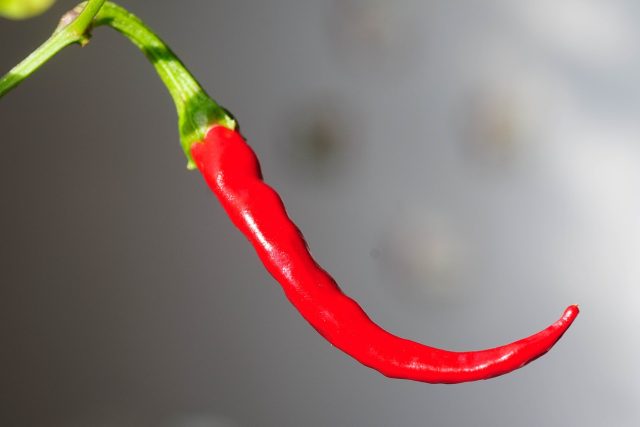 Chilli papričky | foto: Fotobanka Pixabay
