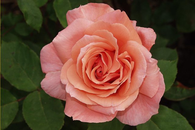 Růže | foto: Fotobanka Pixabay
