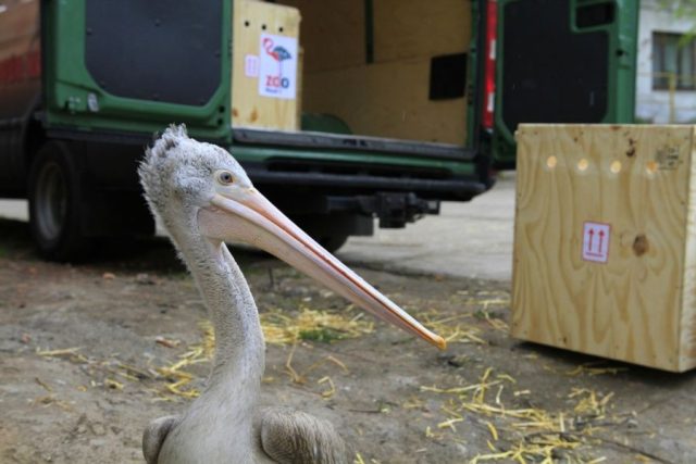 ZOO Dvůr Králové pomáhá na Filipínách obnovit vyhynulé populace pelikánů | foto: Simona Jiřičková