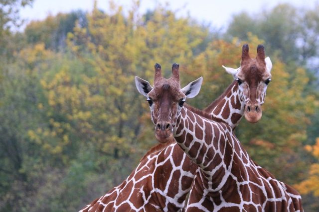 Královédvorská ZOO chová 32 žiraf | foto: Simona Jiřičková